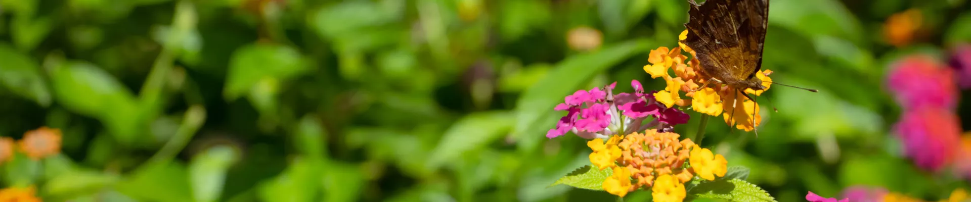 Florigen, the flowering hormone