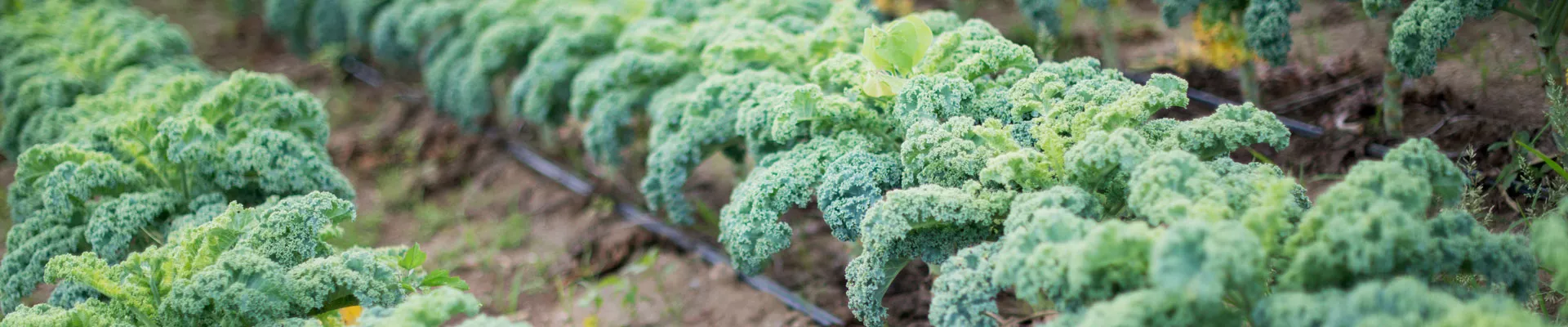 Grow it yourself: Kale