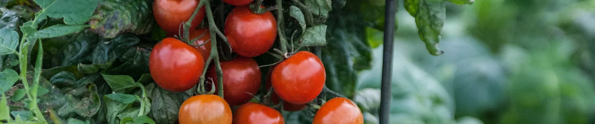 Grow it yourself: TomTato