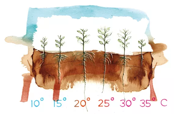 Root zone temperature and plant health