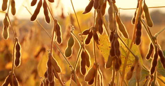 Soy bean - Grow it yourself