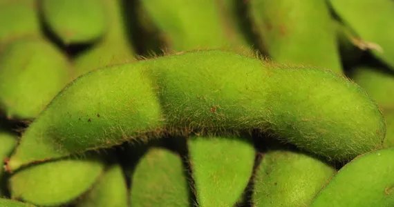 Soy bean - Grow it yourself