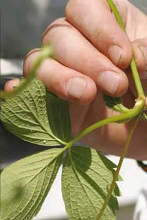 Using potting mixes