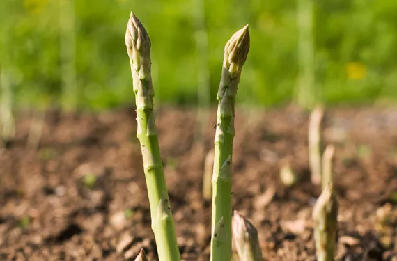 Grow it yourself: Asparagus