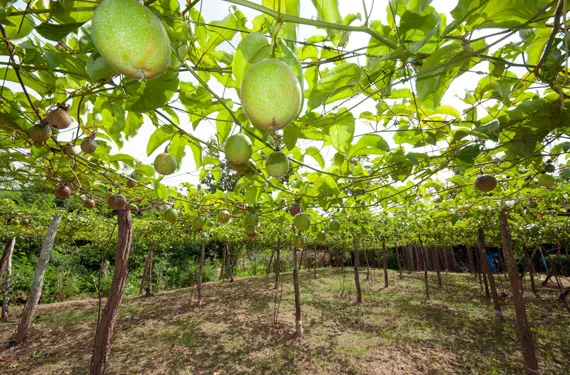 Grow it yourself: Passion Fruit