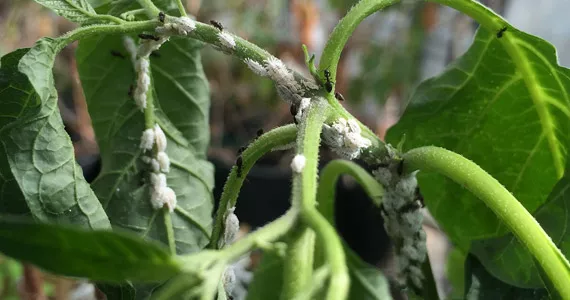 Mealybugs - Pests & Diseases