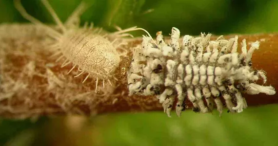 Mealybugs - Pests & Diseases