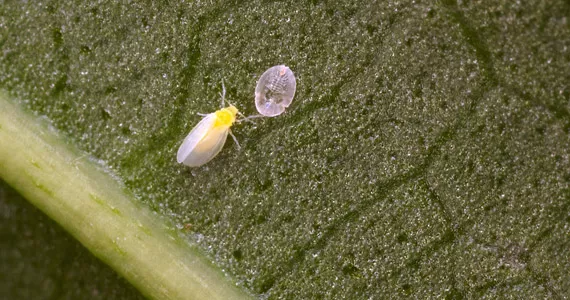 How to control whiteflies