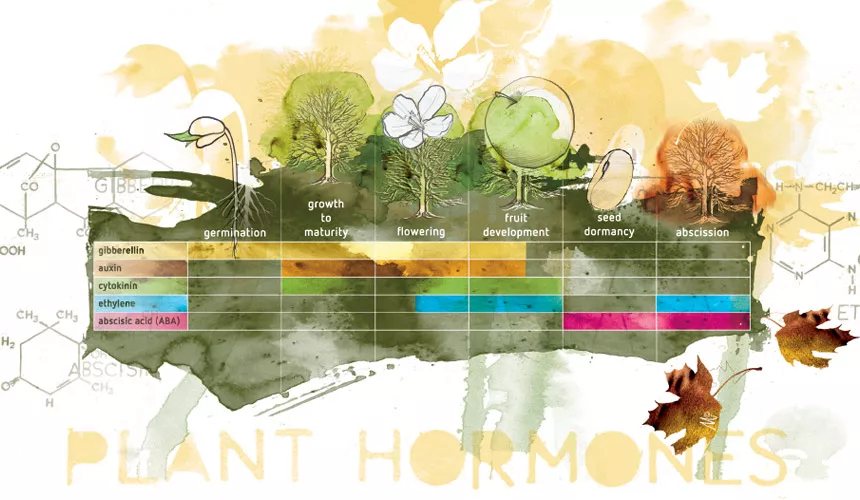 Plant growth regulators