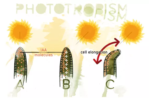 Plant growth regulators