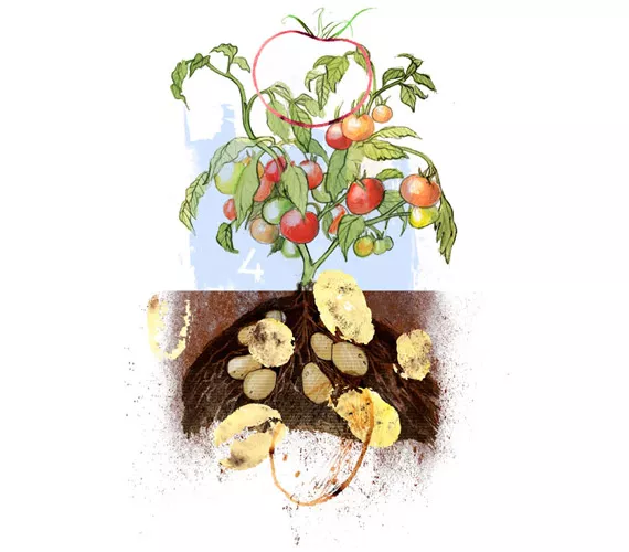 Grow it yourself: TomTato