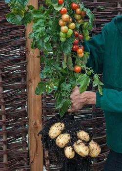 Grow it yourself: TomTato