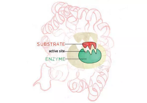 Enzymes: how do they work?