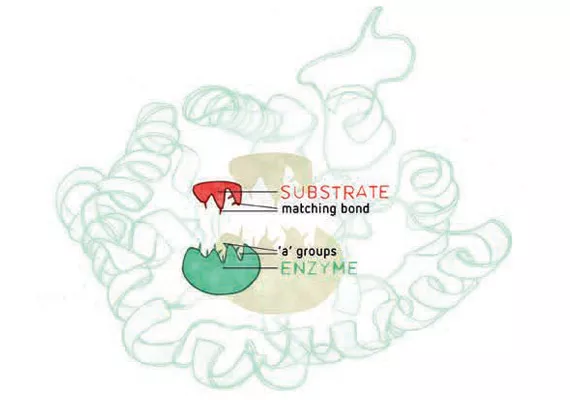 Enzymes: how do they work?