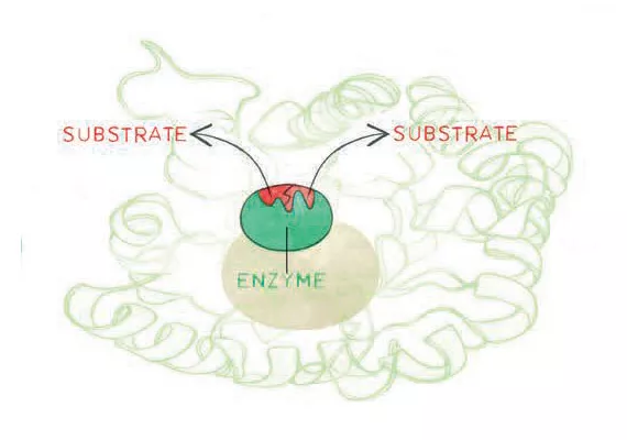 Enzymes: how do they work?