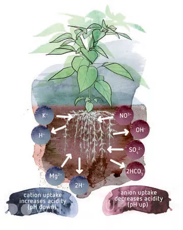 Introduction to pH