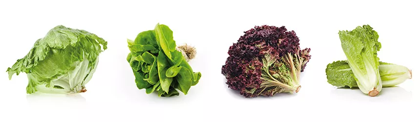 Grow it yourself: Lettuce