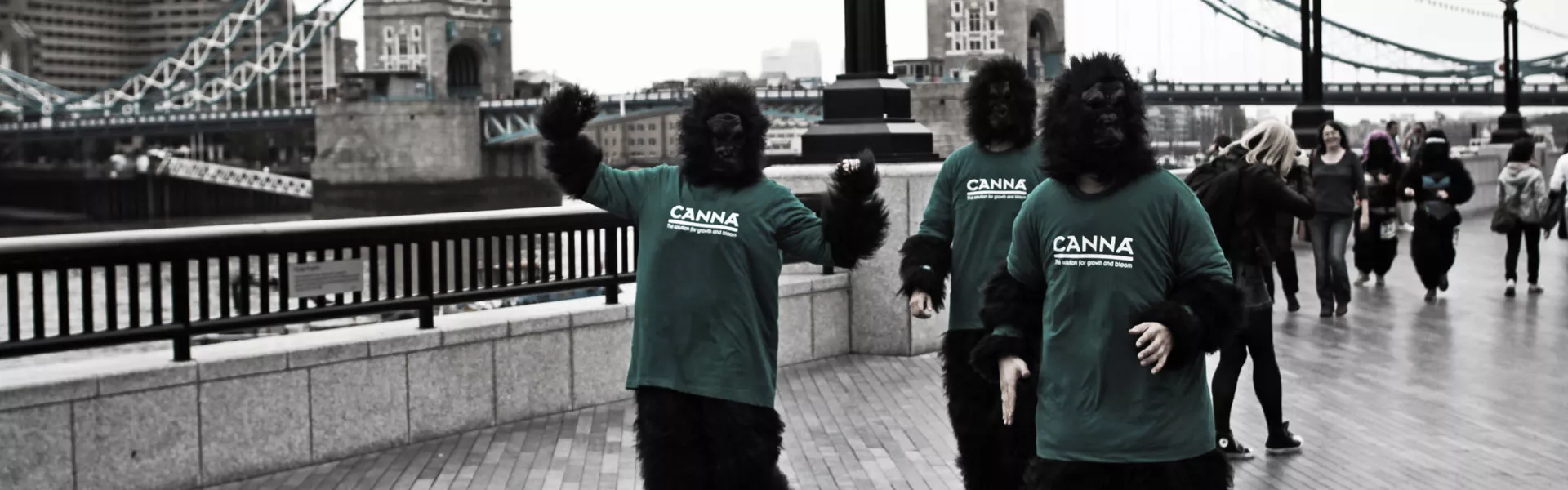 CANNA supported the Great Gorilla Run