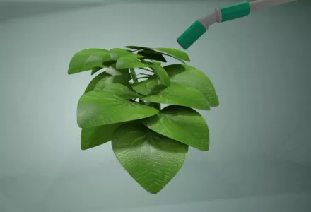 Spraying your plants
