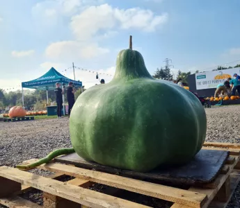 This isn't any ordinary pumpkin time, this is giant pumpkin time!