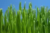 Barley grass - Grow it yourself