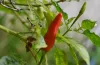 Chilli pepper - Grow it yourself