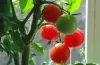 Tomatoes - Grow it yourself